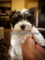 Parti Boy, a male Yorkshire Terrier for sale in Palm Springs, CA – 5 of 6