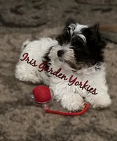 Parti Boy, a male Yorkshire Terrier for sale in Palm Springs, CA – 4 of 6