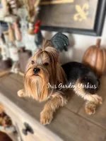 Bear, a male Yorkshire Terrier for sale in Palm Springs, CA – 4 of 6