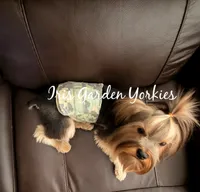 Bear, a male Yorkshire Terrier for sale in Palm Springs, CA – 5 of 6