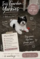 Parti Boy, a male Yorkshire Terrier for sale in Palm Springs, CA – 1 of 5