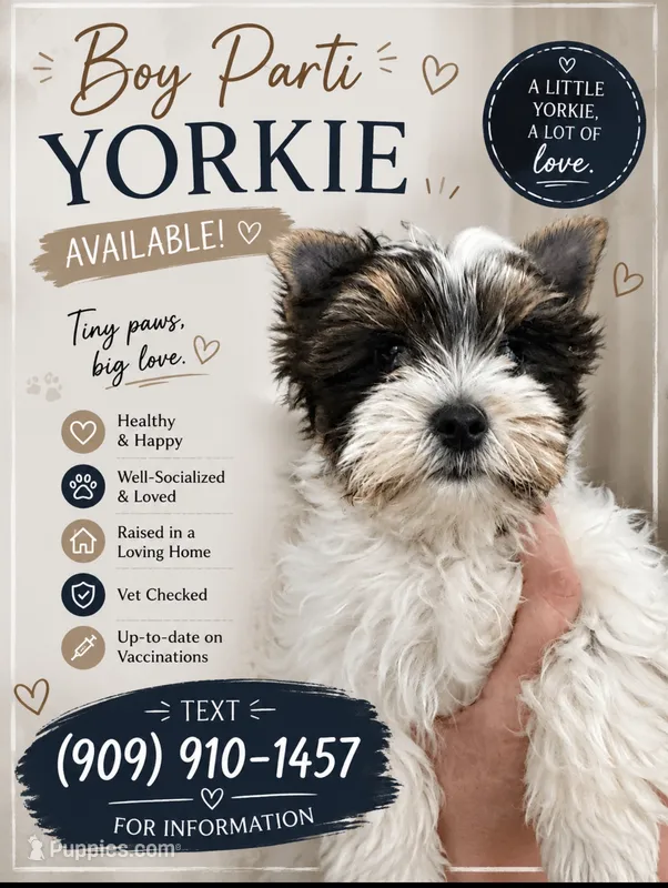 Parti Boy – Yorkshire Terrier puppy for sale in Palm Springs, CA