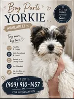 Parti Boy, a male Yorkshire Terrier for sale in Palm Springs, CA – 2 of 5