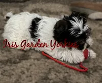 Parti Boy, a male Yorkshire Terrier for sale in Palm Springs, CA – 2 of 6