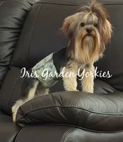 Bear, a male Yorkshire Terrier for sale in Palm Springs, CA – 3 of 6