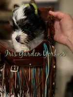 Parti Boy, a male Yorkshire Terrier for sale in Palm Springs, CA – 6 of 6