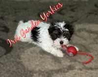 Parti Boy, a male Yorkshire Terrier for sale in Palm Springs, CA – 3 of 6