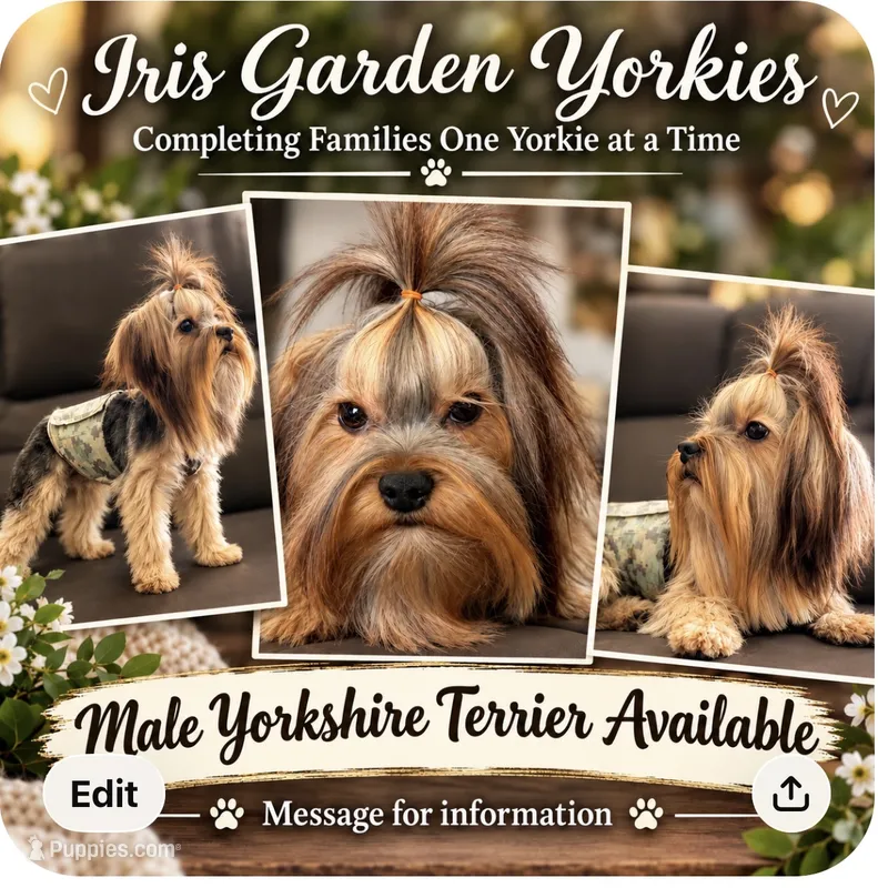 Bear – Yorkshire Terrier puppy for sale in Palm Springs, CA
