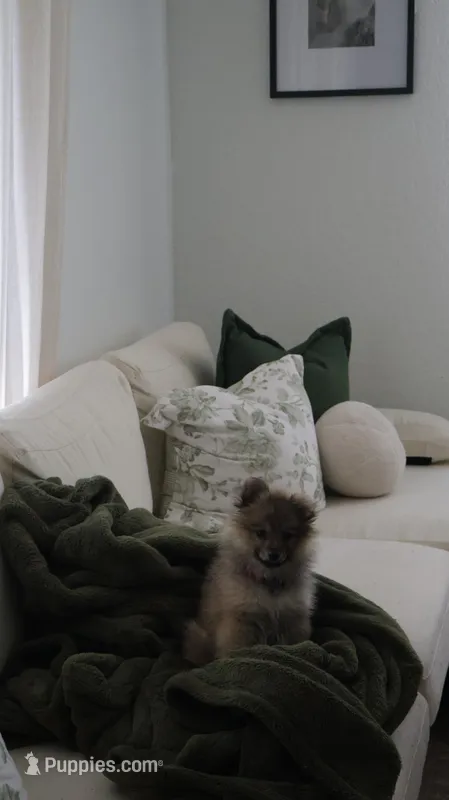 Rubí – Pomeranian puppy for sale in Parkland, FL