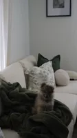 Rubí, a female Pomeranian for sale in Parkland, FL – Photo 1 of 2