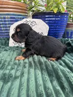 Poppy, a female Doxiepoo for sale in Wabash, IN – 2 of 4