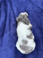 Flash, a male Doxiepoo for sale in Wabash, IN – 2 of 2