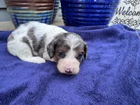 Flash, a male Doxiepoo for sale in Wabash, IN – 1 of 2