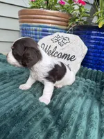 Brownie, a female Doxiepoo for sale in Wabash, IN – 2 of 4
