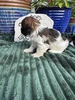 Dixie, a female Doxiepoo for sale in Wabash, IN – 3 of 4