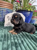Poppy, a female Doxiepoo for sale in Wabash, IN – 3 of 4