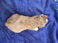 Star, a female Doxiepoo for sale in Wabash, IN – 2 of 3