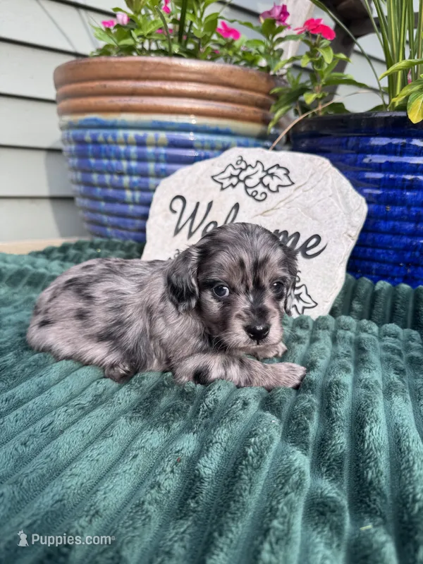 Maximus  – Doxiepoo puppy for sale in Wabash, IN