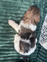 Dixie, a female Doxiepoo for sale in Wabash, IN – 4 of 4