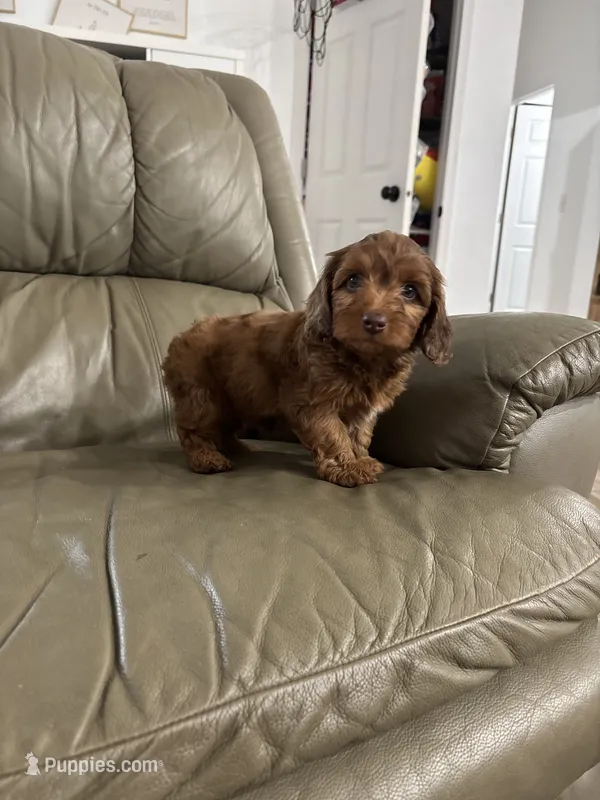 Reba – Doxiepoo puppy for sale in Wabash, IN
