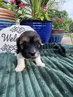 Dixie, a female Doxiepoo for sale in Wabash, IN – 2 of 4