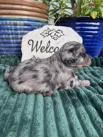 Maximus , a male Doxiepoo for sale in Wabash, IN – 2 of 3