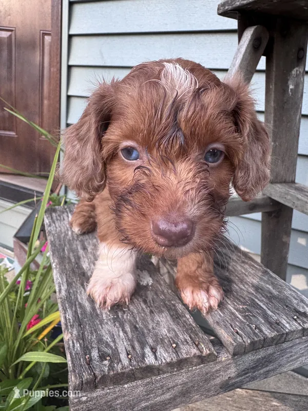 Star – Doxiepoo puppy for sale in Wabash, IN
