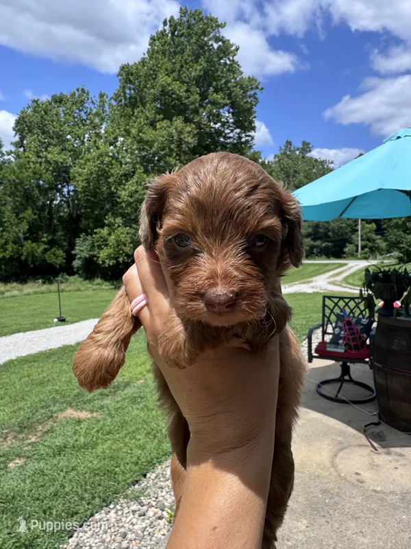 Reba – Doxiepoo puppy for sale in Wabash, IN