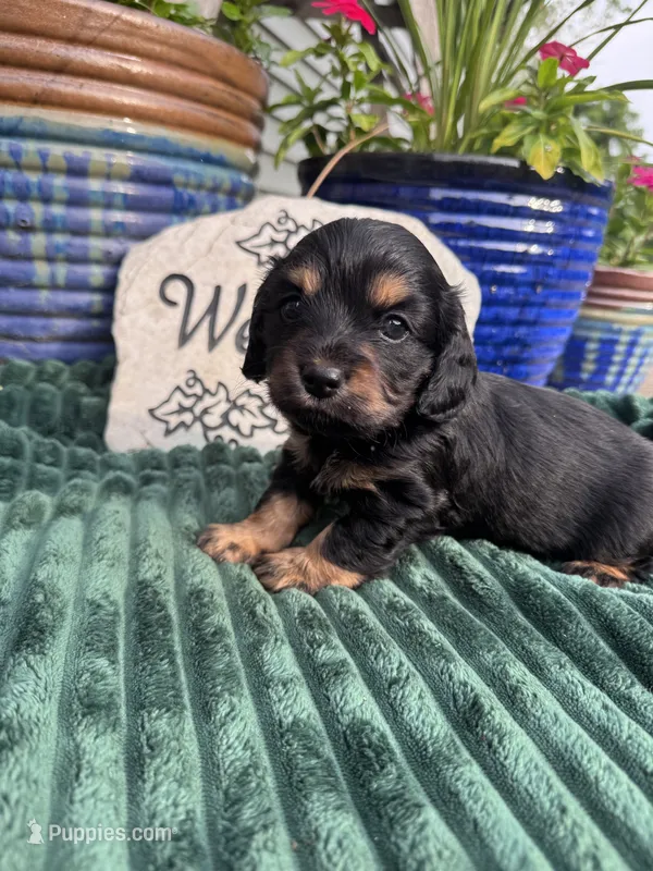 Poppy – Doxiepoo puppy for sale in Wabash, IN