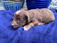 Star, a female Doxiepoo for sale in Wabash, IN – 3 of 3