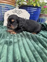 Poppy, a female Doxiepoo for sale in Wabash, IN – 4 of 4