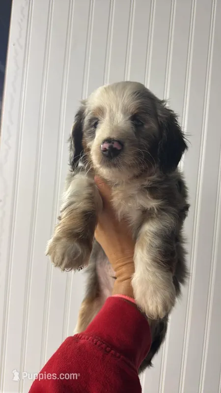 Blind Male – Doxiepoo puppy for sale in Wabash, IN