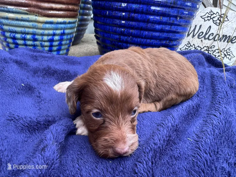 Star – Doxiepoo puppy on hold in Wabash, IN