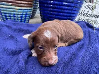 Star, a female Doxiepoo for sale in Wabash, IN – 1 of 3