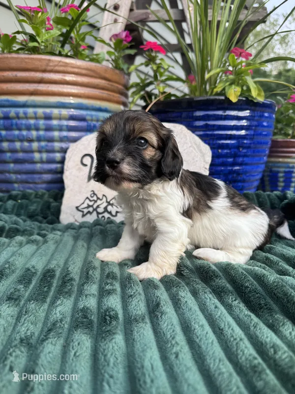 Dixie – Doxiepoo puppy for sale in Wabash, IN