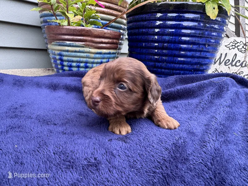 Reba – Doxiepoo puppy for sale in Wabash, IN