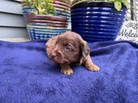 Reba, a female Doxiepoo for sale in Wabash, IN – 1 of 2