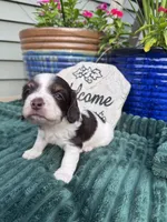 Brownie, a female Doxiepoo for sale in Wabash, IN – 3 of 4