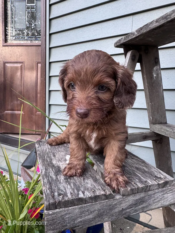 Reba – Doxiepoo puppy for sale in Wabash, IN
