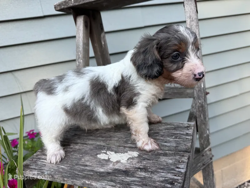 Flash – Doxiepoo puppy for sale in Wabash, IN
