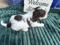 Brownie, a female Doxiepoo for sale in Wabash, IN – 4 of 4