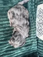 Maximus , a male Doxiepoo for sale in Wabash, IN – 3 of 3