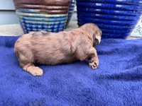 Reba, a female Doxiepoo for sale in Wabash, IN – 2 of 2
