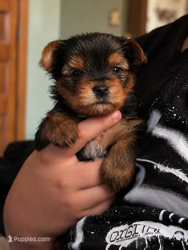 Bear – Yorkshire Terrier puppy for sale in Newark, OH