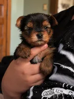 Bear, a male Yorkshire Terrier for sale in Newark, OH – 1 of 1