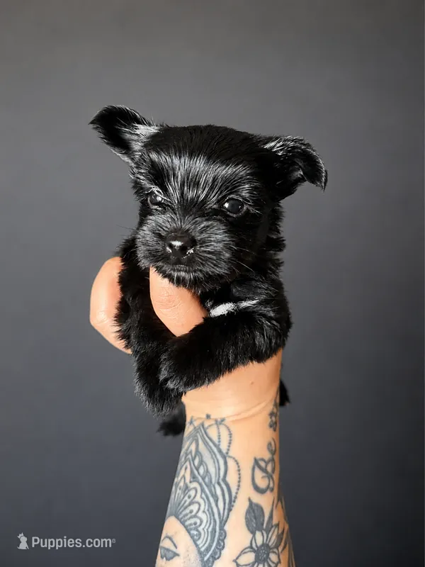 Magenta – Yorkshire Terrier puppy for sale in Newark, OH