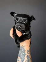 Magenta, a female Yorkshire Terrier for sale in Newark, OH – 1 of 1