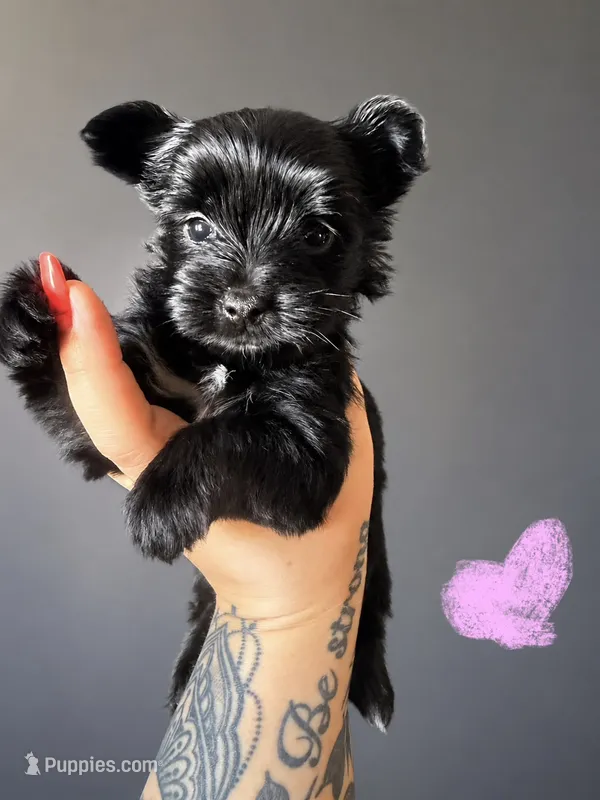 Pink – Yorkshire Terrier puppy for sale in Newark, OH