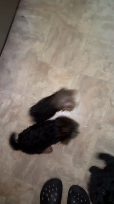 Orange, a female Yorkshire Terrier for sale in Newark, OH – 2 of 2