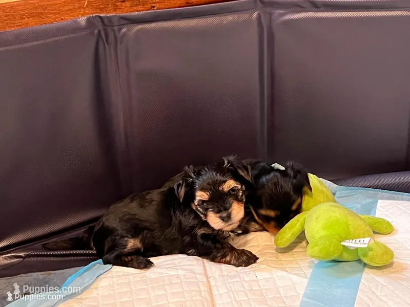 Jessica – Yorkshire Terrier puppy for sale in Newark, OH